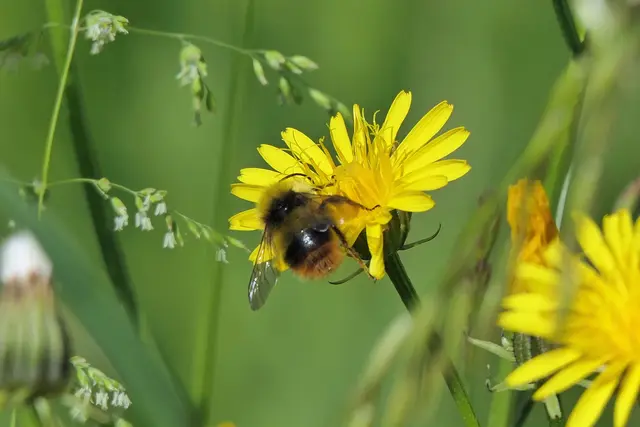 Wiesenhummel/ Wiesen-Pippau