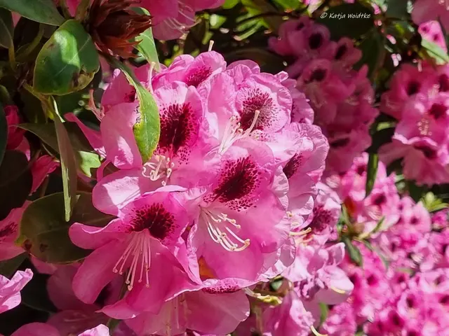 Berggarten Paradies Rhododendronblüte