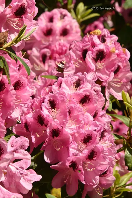 Berggarten Paradies Rhododendronblüte