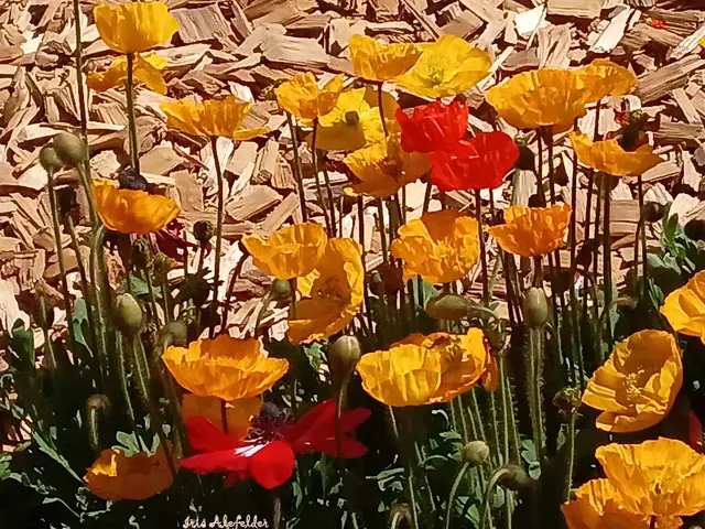 Foto: Iris Alefelder