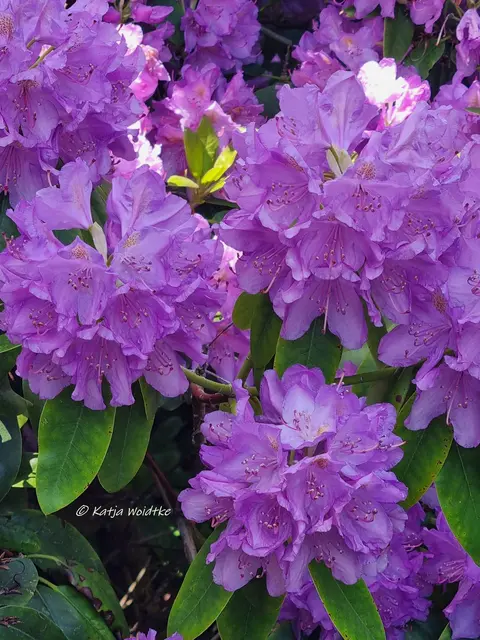 Berggarten Paradies Rhododendronblüte