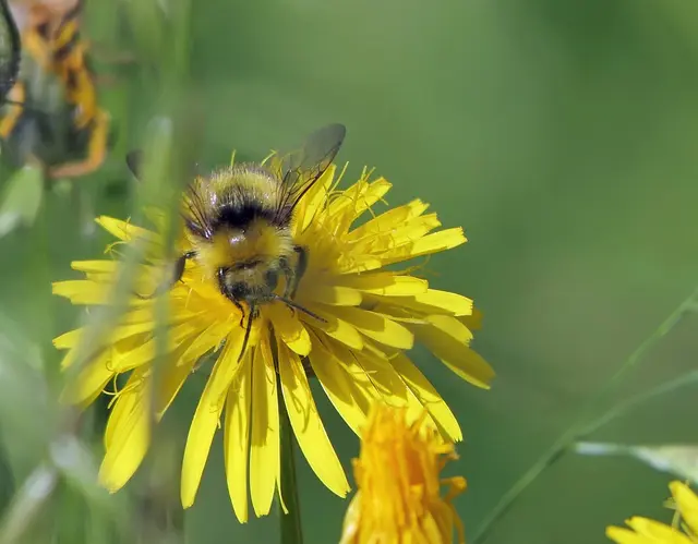 Ackerhummel/ Wiesen-Pippau