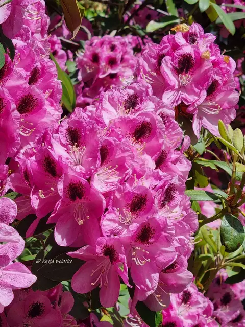 Berggarten Paradies Rhododendronblüte