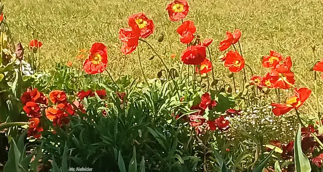 Foto: Iris Alefelder