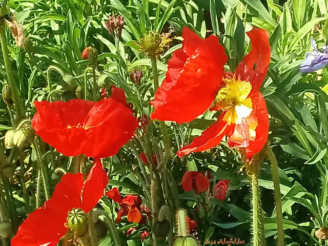 Foto: Iris Alefelder