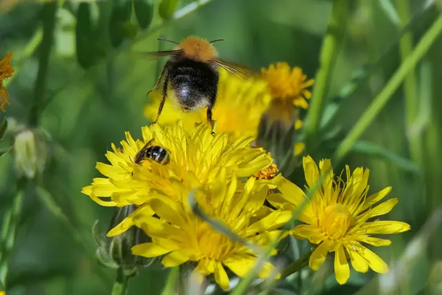Baumhummel und Furchenbiene/ Wiesen-Pippau