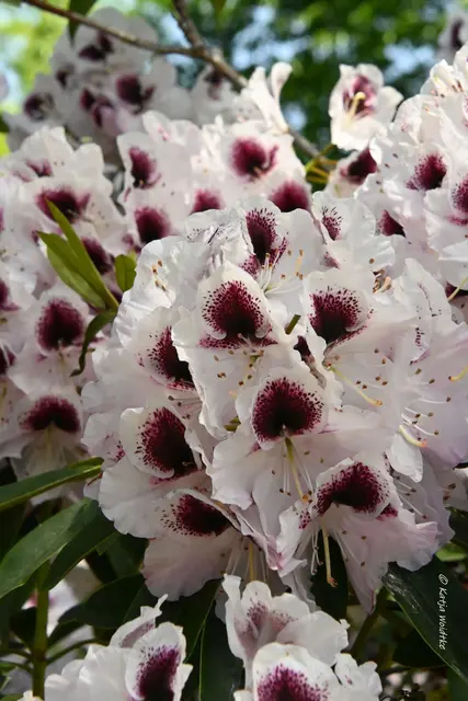 Berggarten Paradies Rhododendronblüte
