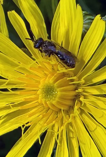 Zottelbiene (?)/ Wiesen-Pippau