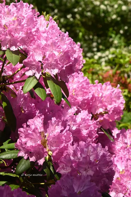 Berggarten Paradies Rhododendronblüte