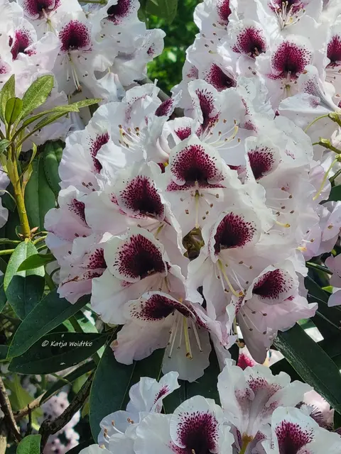 Berggarten Paradies Rhododendronblüte