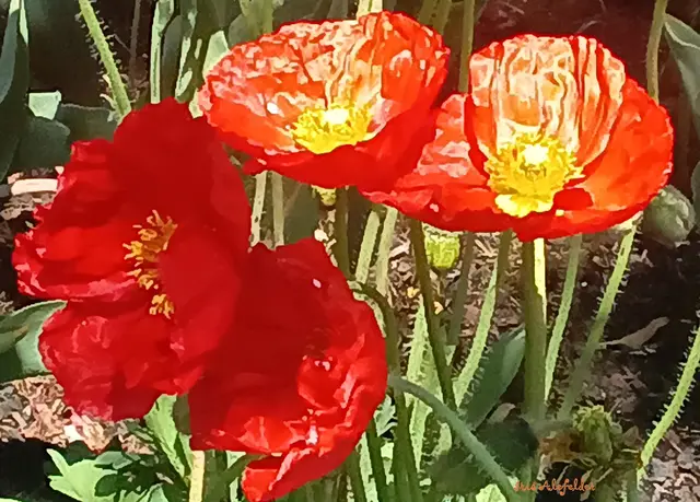 Foto: Iris Alefelder