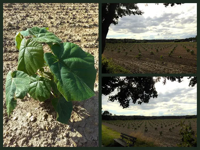 Fotos vom 07. Juli 2021. Im Frühjahr des Jahres wurden die Baum-Setzlinge gepflanzt.

