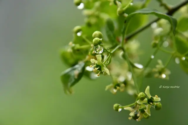 Garten im Jahreslauf (Foto: Katja Woidtke)

Kleines Krabbeln im "Mähfreien Mai" - Europäisches Pfaffenhütchen (Euonymus europaeus) | Foto: Katja Woidtke