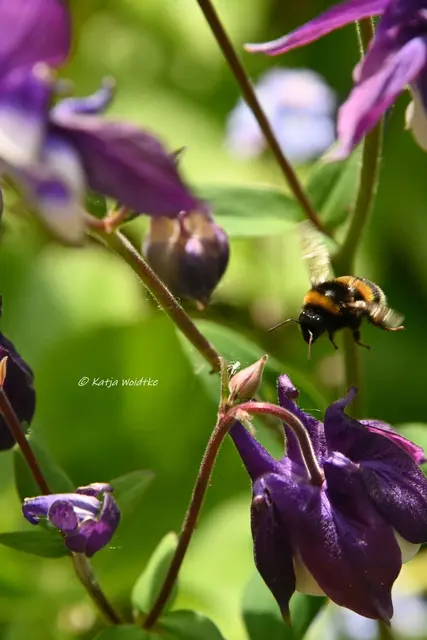 Garten im Jahreslauf (Foto: Katja Woidtke)

Kleines Krabbeln im "Mähfreien Mai" - Erdhummel (unbestimmt) | Foto: Katja Woidtke