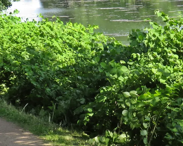 Staudenknöterich am Ufer des Kermisdahls | Foto: GvMeegen