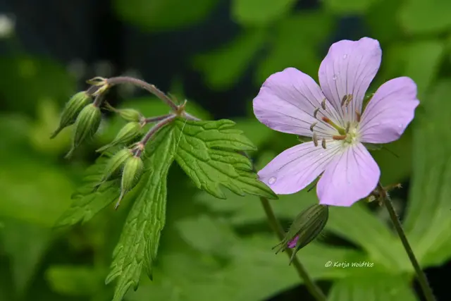 Garten im Jahreslauf (Foto: Katja Woidtke)

Kleines Krabbeln im "Mähfreien Mai" - Wald-Storchschnabel (Geranium sylvaticum) | Foto: Katja Woidtke