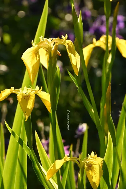 Garten im Jahreslauf (Foto: Katja Woidtke)

Kleines Krabbeln im "Mähfreien Mai" - Gelbe Schwertlilie (Iris pseudacorus) | Foto: Katja Woidtke