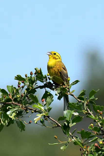 Foto: Copyright Andreas Schäfer