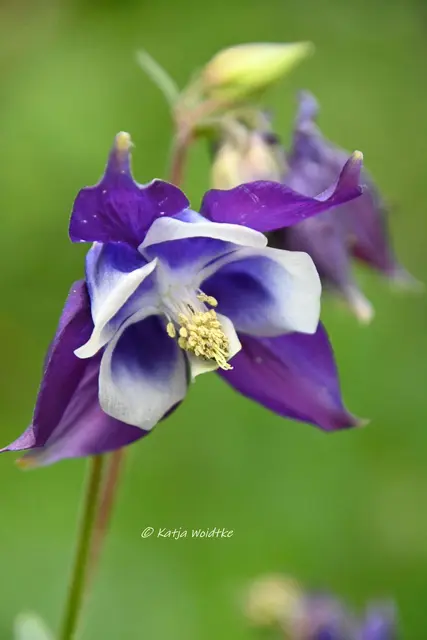 Garten im Jahreslauf (Foto: Katja Woidtke)

Kleines Krabbeln im "Mähfreien Mai" - Gewöhnliche Akelei (Aquilegia vulgaris) | Foto: Katja Woidtke