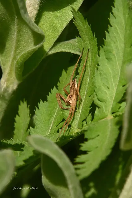 Garten im Jahreslauf (Foto: Katja Woidtke)

Kleines Krabbeln im "Mähfreien Mai" - Listspinne (Pisaura mirabilis) | Foto: Katja Woidtke