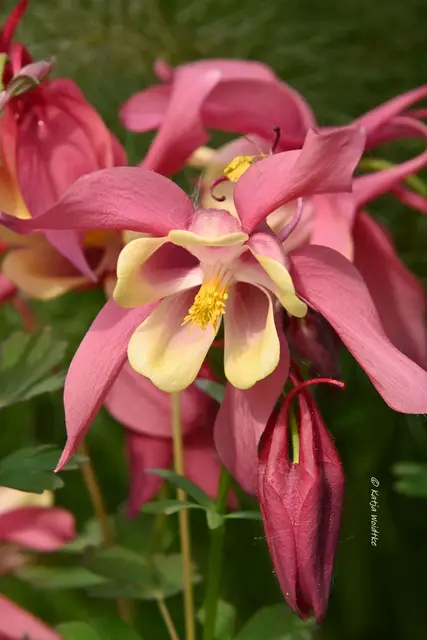 Garten im Jahreslauf (Foto: Katja Woidtke)

Kleines Krabbeln im "Mähfreien Mai" - Gewöhnliche Akelei (Aquilegia vulgaris) | Foto: Katja Woidtke