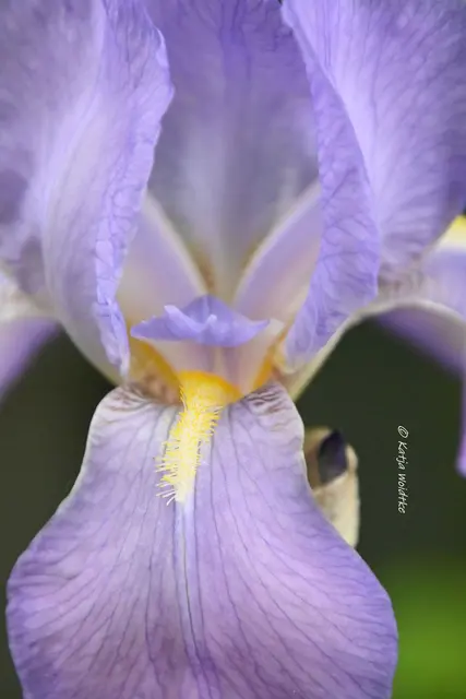 Garten im Jahreslauf (Foto: Katja Woidtke)

Kleines Krabbeln im "Mähfreien Mai" - Schwertlilie (Iris) | Foto: Katja Woidtke