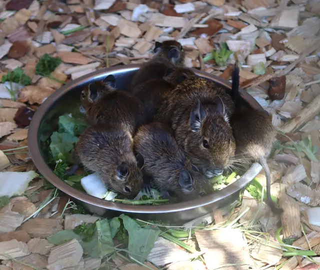 Kleine südamerikanischen Degus wuseln durch das Gehege. Ihr neues entsteht an einen prominenten Platz.