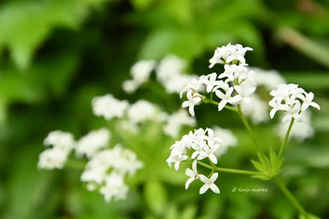 Garten im Jahreslauf (Foto: Katja Woidtke)

Kleines Krabbeln im "Mähfreien Mai" - Waldmeiser (Galim odoratum) | Foto: Katja Woidtke