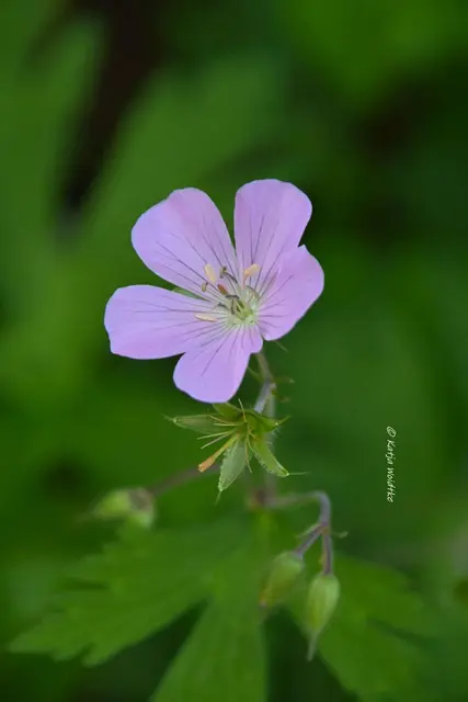 Garten im Jahreslauf (Foto: Katja Woidtke)

Kleines Krabbeln im "Mähfreien Mai" - Wald-Storchschnabel (Geranium sylvaticum) | Foto: Katja Woidtke