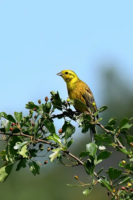 Foto: Copyright Andreas Schäfer
