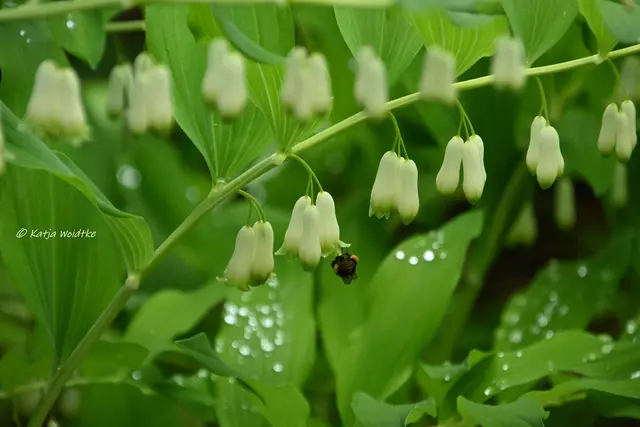 Garten im Jahreslauf (Foto: Katja Woidtke)

Kleines Krabbeln im "Mähfreien Mai" - Vielblütiges Salomonssiegel (Polygonatum multiflorum) | Foto: Katja Woidtke