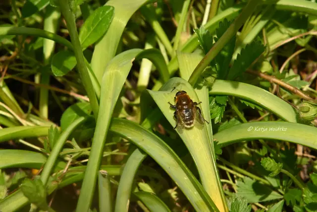 Garten im Jahreslauf (Foto: Katja Woidtke)

Kleines Krabbeln im "Mähfreien Mai" - Gemeine Narzissenschwebfliege (Merodon equestris) | Foto: Katja Woidtke