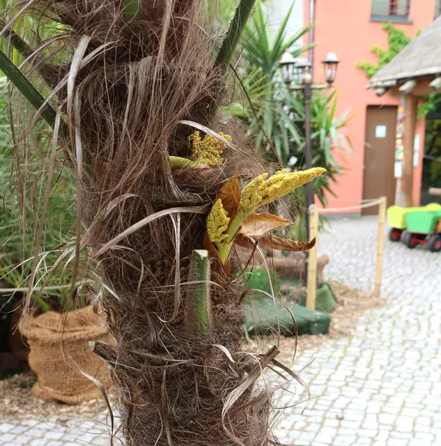 Dattelpalmen, so weit das Auge reicht