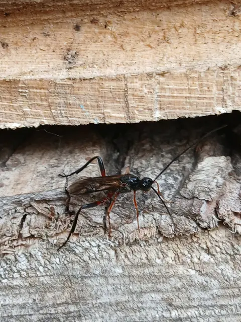 Schlupfwespe auf Holzstapel | Foto: Siegmund Walter, 30.05.2026, 17:39 Uhr
