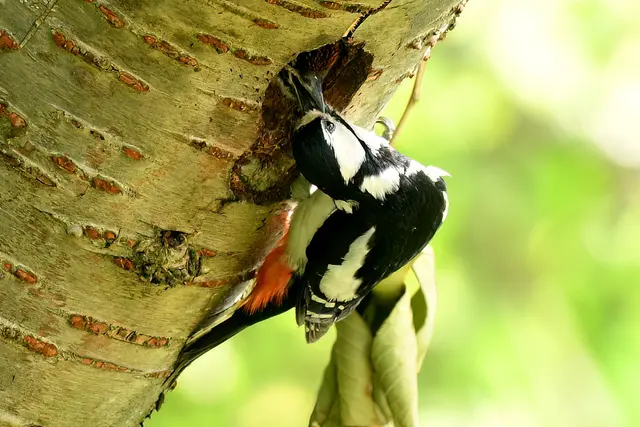 Foto: Copyright Andreas Schäfer