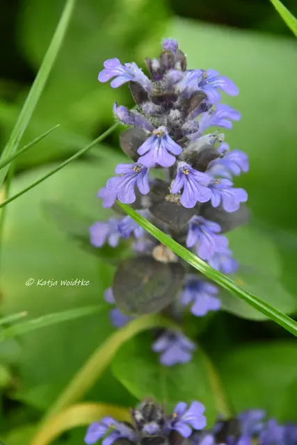 Garten im Jahreslauf (Foto: Katja Woidtke)

Kleines Krabbeln im "Mähfreien Mai" - Kriechender Günsel (Ajuga reptans) | Foto: Katja Woidtke