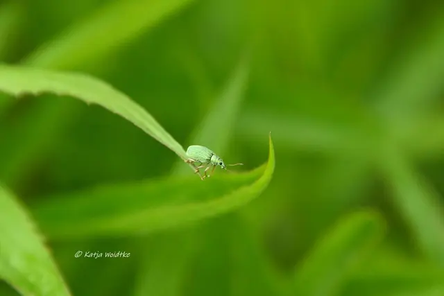 Garten im Jahreslauf (Foto: Katja Woidtke)

Kleines Krabbeln im "Mähfreien Mai" - Seidiger Glanzrüssler (Polydrusus formosus) | Foto: Katja Woidtke