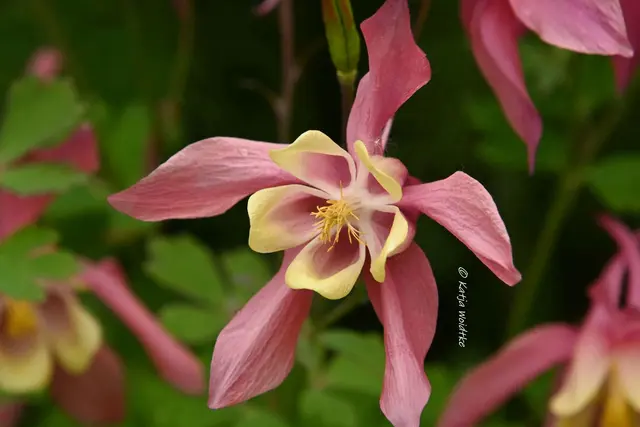 Garten im Jahreslauf (Foto: Katja Woidtke)

Kleines Krabbeln im "Mähfreien Mai" - Gewöhnliche Akelei (Aquilegia vulgaris) | Foto: Katja Woidtke