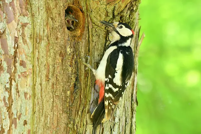 Foto: Copyright Andreas Schäfer