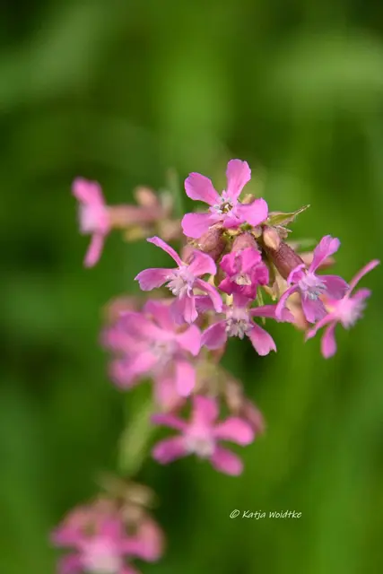 Garten im Jahreslauf (Foto: Katja Woidtke)

Kleines Krabbeln im "Mähfreien Mai" - Gewöhnliche Pechnelke (Viscaria vulgaris) | Foto: Katja Woidtke