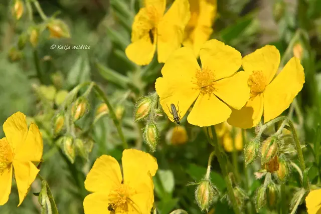 Garten im Jahreslauf (Foto: Katja Woidtke)

Kleines Krabbeln im "Mähfreien Mai" - Grünlicher Scheinbockkäfer (Oedemera lurida) | Foto: Katja Woidtke