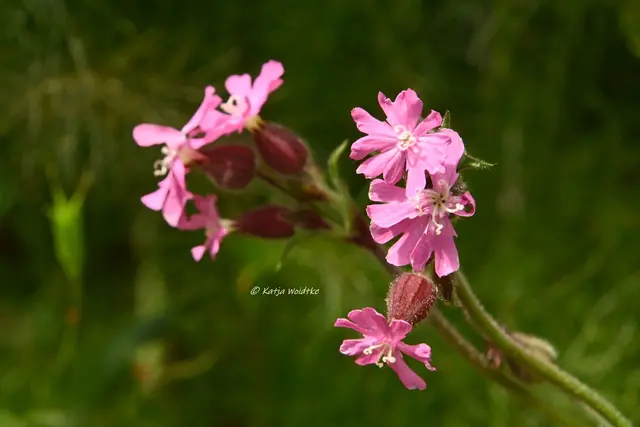 Garten im Jahreslauf (Foto: Katja Woidtke)

Kleines Krabbeln im "Mähfreien Mai" - Gewöhnliche Pechnelke (Viscaria vulgaris) | Foto: Katja Woidtke