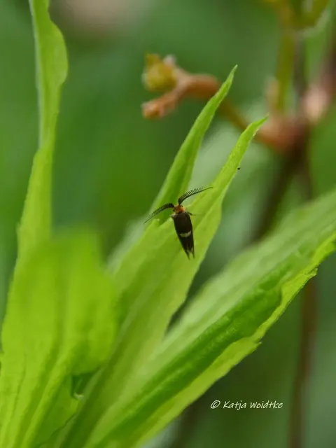 Garten im Jahreslauf (Foto: Katja Woidtke)

Kleines Krabbeln im "Mähfreien Mai" - Weißdorn-Miniersackmotte (Incurvaria masculella) | Foto: Katja Woidtke