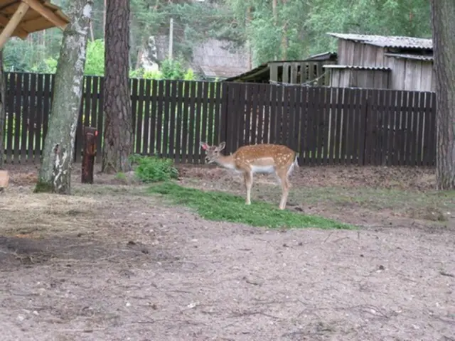 Ein kleiner Wildpark im Garten des Hotels | Foto: Astrid Günther