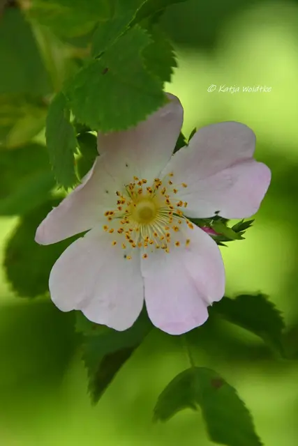 Garten im Jahreslauf (Foto: Katja Woidtke)

Kleines Krabbeln im "Mähfreien Mai" - Hundsrose (Rosa canina) | Foto: Katja Woidtke