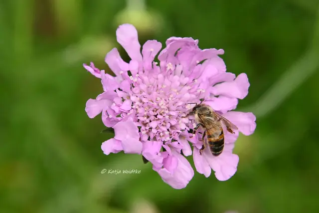 Garten im Jahreslauf (Foto: Katja Woidtke)

Kleines Krabbeln im "Mähfreien Mai" - Honigbiene (Apis mellifera) | Foto: Katja Woidtke
