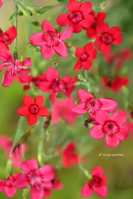 Garten im Jahreslauf (Foto: Katja Woidtke)

Kleines Krabbeln im "Mähfreien Mai" - Heide-Nelke (Dianthus deltoides) | Foto: Katja Woidtke