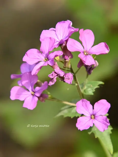 Garten im Jahreslauf (Foto: Katja Woidtke)

Kleines Krabbeln im "Mähfreien Mai" - Einjähriges Silberblatt (Lunaria annua) | Foto: Katja Woidtke