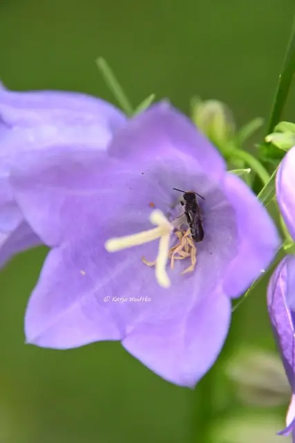 Garten im Jahreslauf (Foto: Katja Woidtke)

Kleines Krabbeln im "Mähfreien Mai" - Glockenblumen-Scherenbiene (Chelostoma rapunculi) | Foto: Katja Woidtke