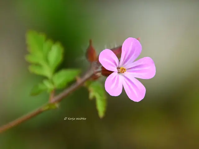 Garten im Jahreslauf (Foto: Katja Woidtke)

Kleines Krabbeln im "Mähfreien Mai" - Stinkender Storchschnabel (Geranium robertianum) | Foto: Katja Woidtke
